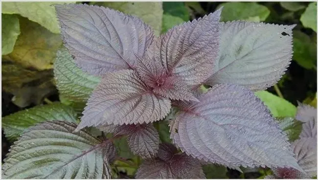 紫苏高产种植技术 | 农业科普