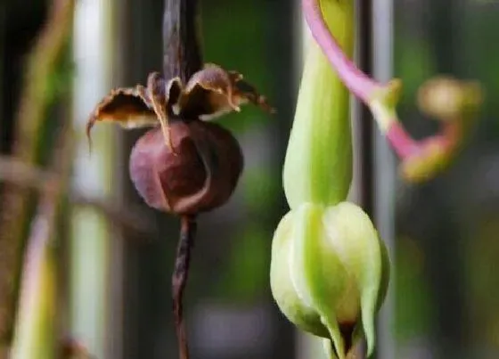 植物施肥|金丝指葫芦施什么肥最好