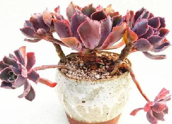 养殖科普|晚霞多肉好养吗 养殖方法和养护要点