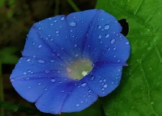 植物百科|牵牛花冬天开花吗