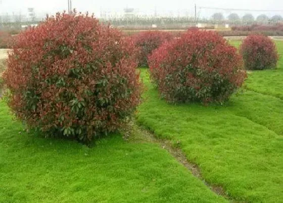 植物种类|石楠球是乔木还是灌木植物