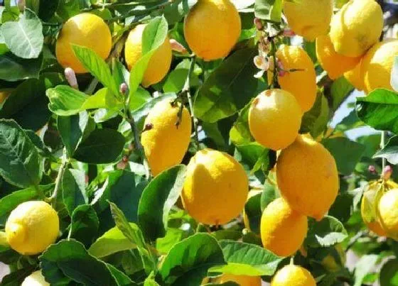 植物寓意|柠檬象征着什么意义