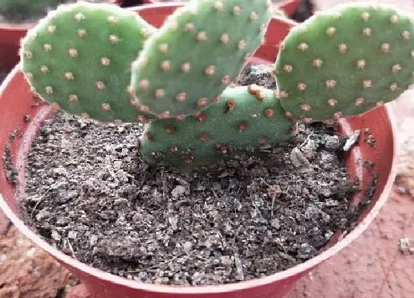 植物移栽|仙人掌什么时候移栽最好（仙人掌换盆的最佳时间）