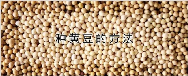 种黄豆的方法 | 耕种资料