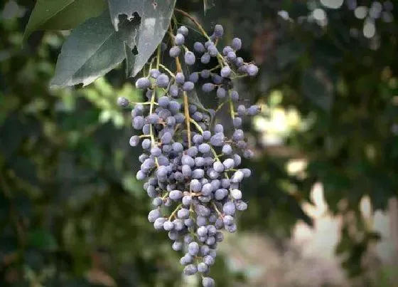 植物百科|女贞树有什么作用