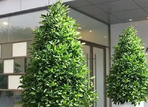 养殖方法|非洲茉莉可以水培吗 水培扦插方法和注意事项