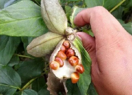 种植育种|芍药种子什么时候种植最好