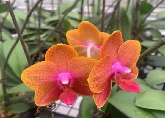 开花时间|蝴蝶兰一年开几次花