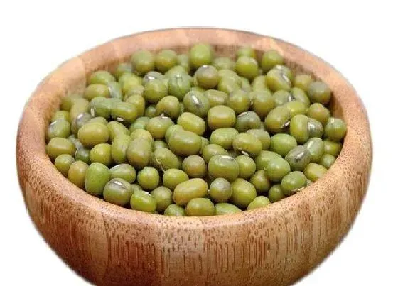 食用科普|绿豆是热性还是凉性