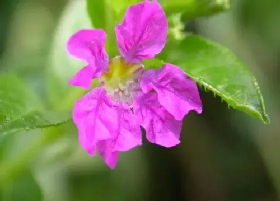 植物修剪|萼距花怎么修剪方法