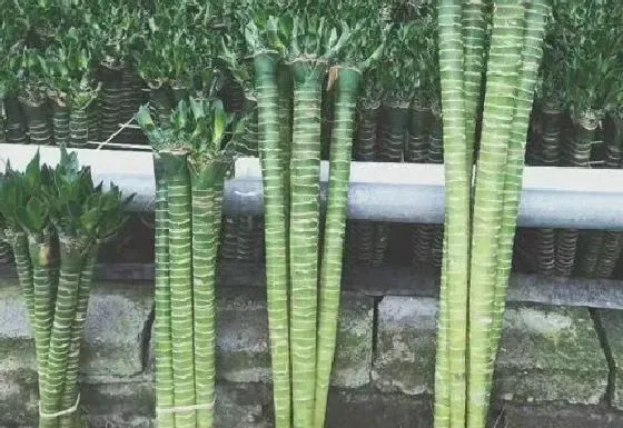 植物繁殖|富贵竹怎么繁殖 繁殖时间和方法图解