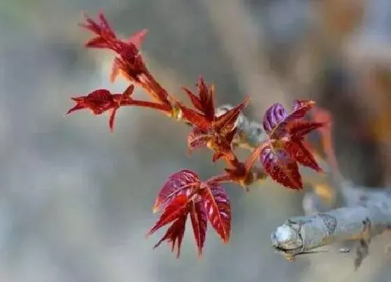 植物排行|香椿哪个品种好