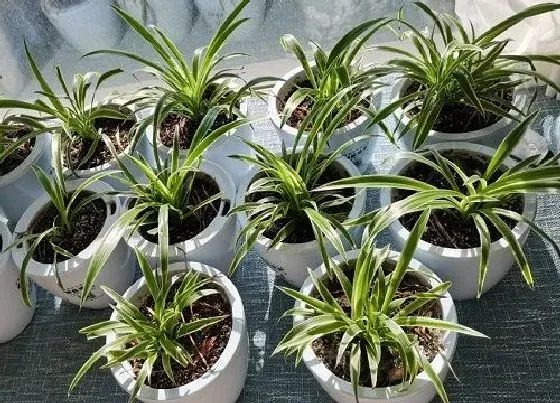 冬天植物|吊兰冬天会冻死吗