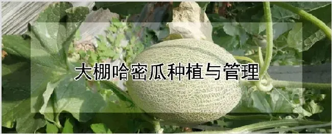 大棚哈密瓜种植与管理 | 种植技术