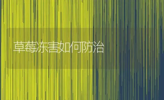 草莓冻害如何防治 | 瓜果种植