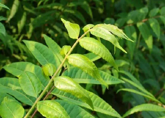 植物排行|香椿哪个品种好
