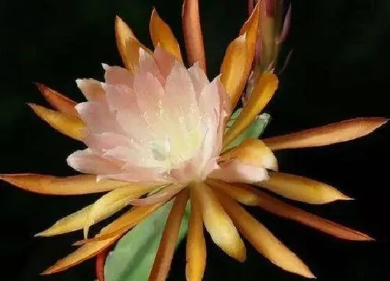 植物寓意|昙花代表什么生肖