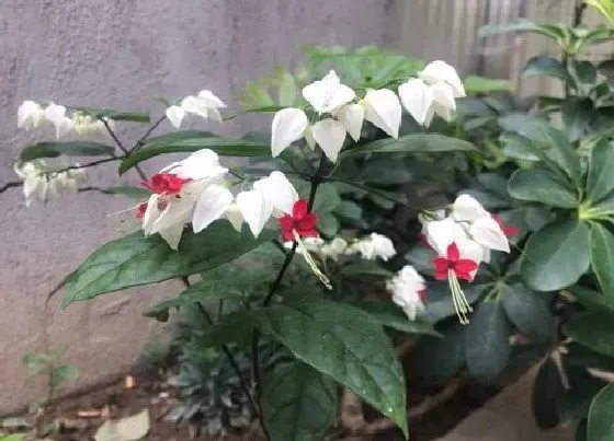 冬天植物|龙吐珠耐寒吗