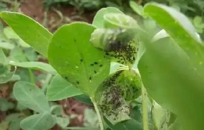 种植管理|麦茬花生的种植时间与管理技术，麦茬花生怎么栽种最高产）