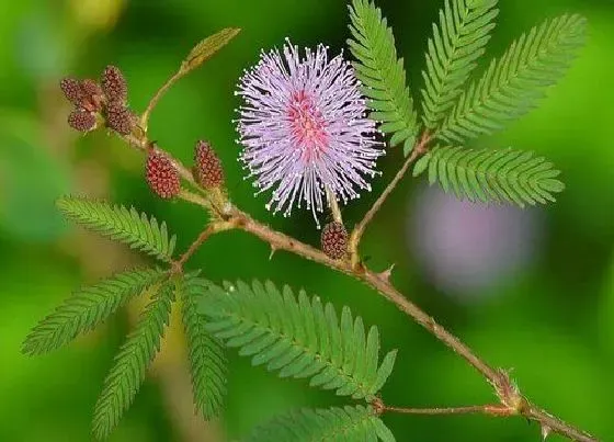 植物寓意|含羞草开花预示着什么意思