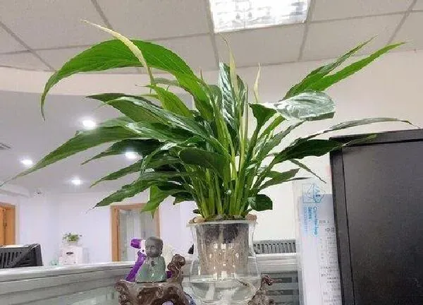 植物浇水|橘子皮泡水可以浇白掌吗
