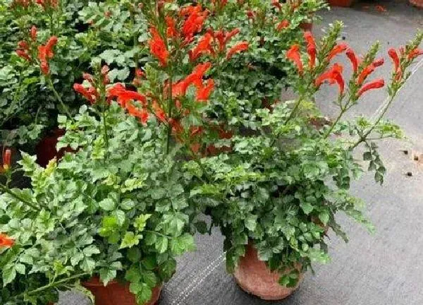 养殖科普|凌霄花可以盆栽吗