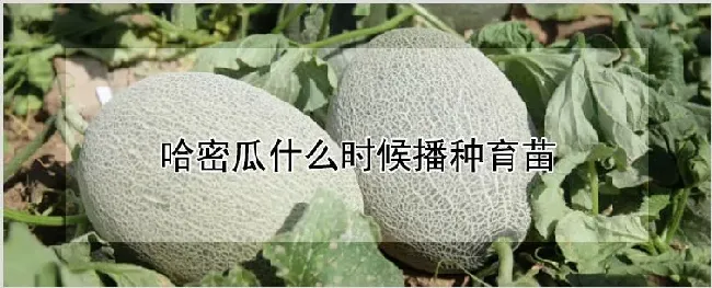 哈密瓜什么时候播种育苗 | 农业技术