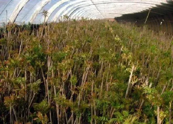 植物排行|香椿哪个品种好