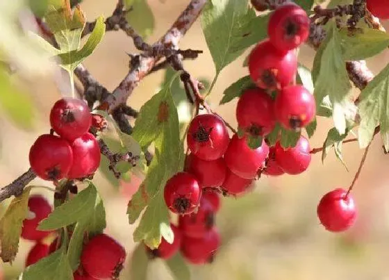 种植管理|山里红树几年结果实