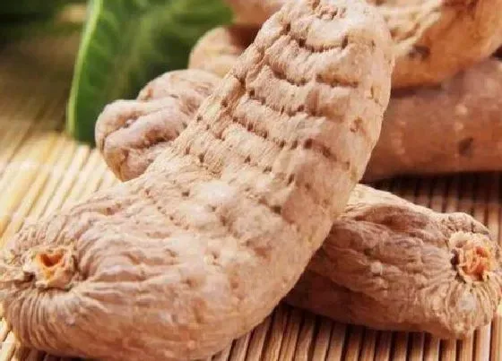 食用科普|天麻可以生吃吗