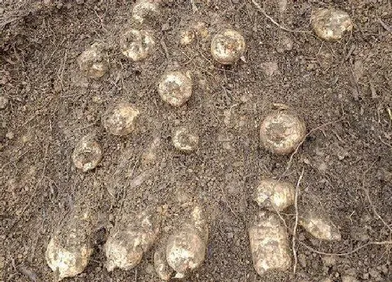 植物百科|沙棘生长在什么地方