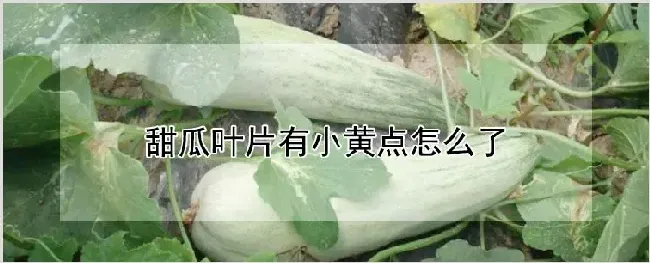 甜瓜叶片有小黄点怎么了 | 农业科普