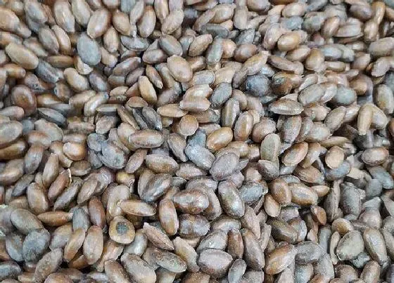 种植管理|释迦的种子可以种吗