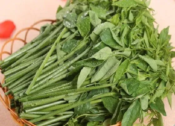 植物百科|野菜又叫什么菜