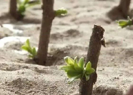 植物繁殖|枸杞扦插繁殖方法和注意事项