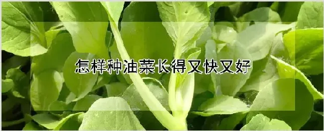 怎样种油菜长得又快又好 | 农业技术