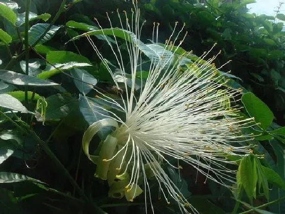 植物百科|发财树会开花吗 开花的颜色与样子