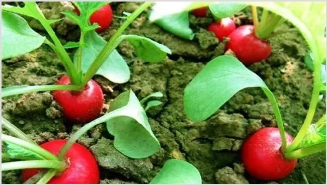 樱桃萝卜种植前景及注意事项 | 种植技术