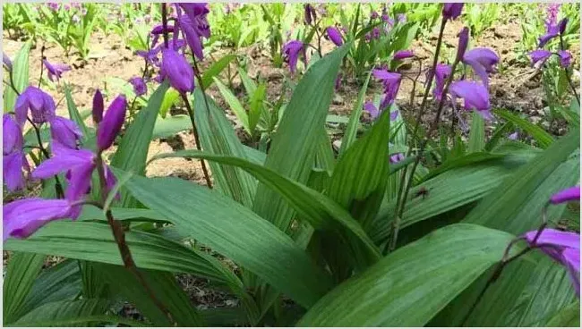 白芨的种植技术 白芨应该怎么种才好？ | 养殖技术