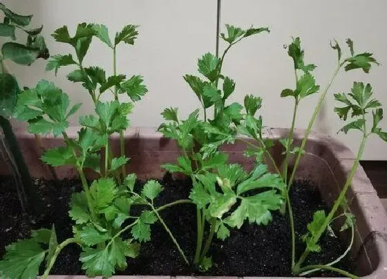 种植管理|芹菜什么时候种植最好