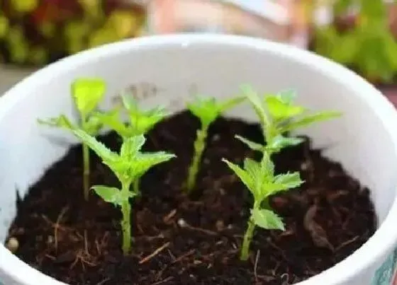 植物百科|紫苏有种子吗