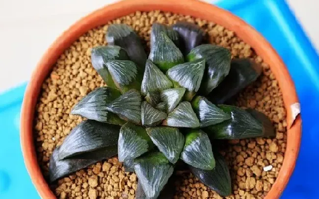 植物种类|十二卷寿最漂亮的品种