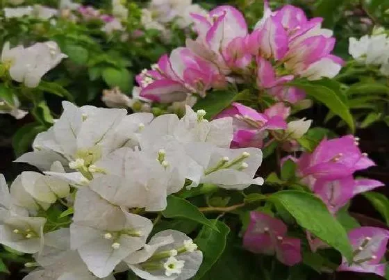 叶子|光叶子花和三角梅的区别