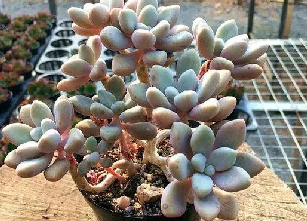 植物扦插|艾伦叶插多久发芽