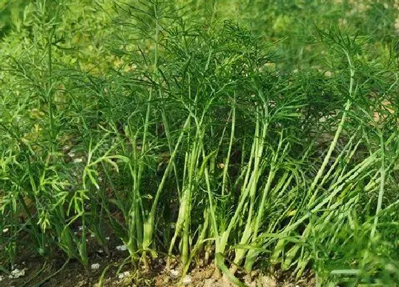 植物播种|茴香几月份播种最合适 小茴香种子播种的最佳季节