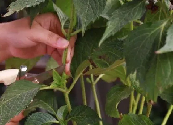 植物修剪|绣球花的修剪方法图解，直观绣球花枝条太长怎么剪枝）