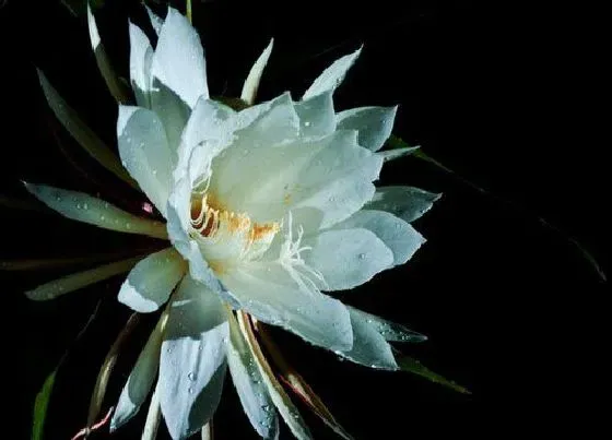 植物寓意|昙花代表什么生肖