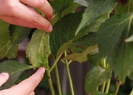 植物修剪|臭绣球怎么修剪方法