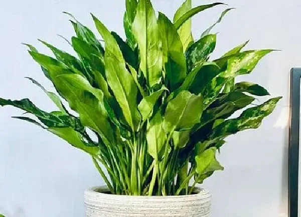 植物移栽|万年青什么时候分株
