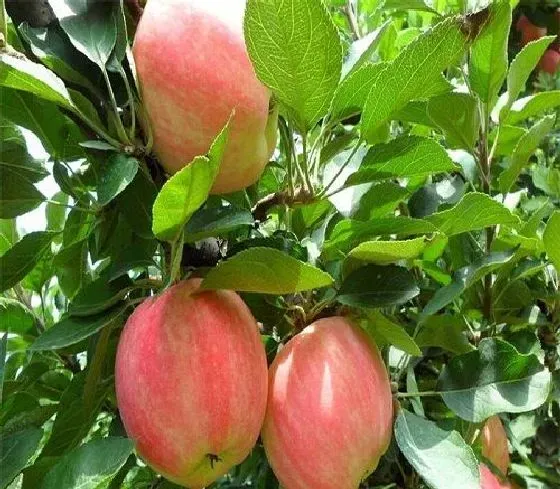 果实诊疗|苹果落果是什么原因造成的